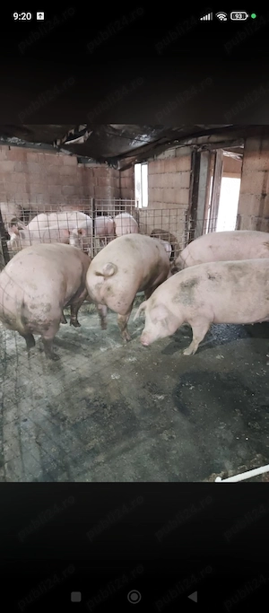 Porci duroc cu pietrain de vânzare 