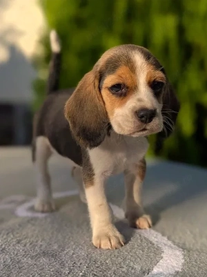 Beagle - Canisa Autorizata - imagine 3
