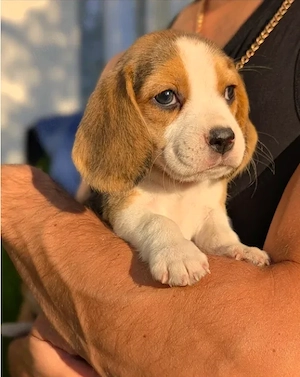 Beagle - Canisa Autorizata - imagine 2