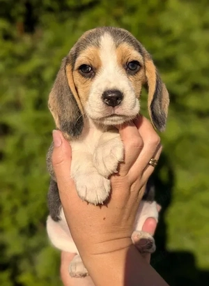 Beagle - Canisa Autorizata - imagine 4