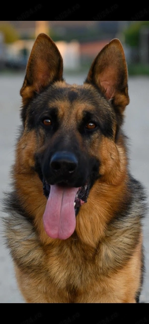 Mascul ciobanesc german cu pedigree - imagine 3