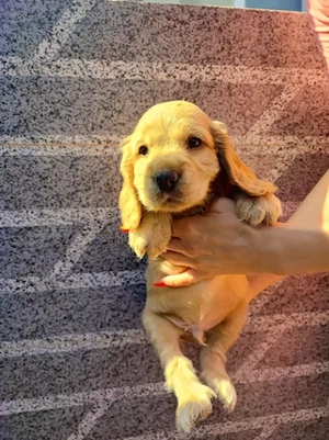 Cocker Spaniel Englez - Canisa Autorizata - imagine 2