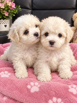 Bichon maltez frize disponibil 