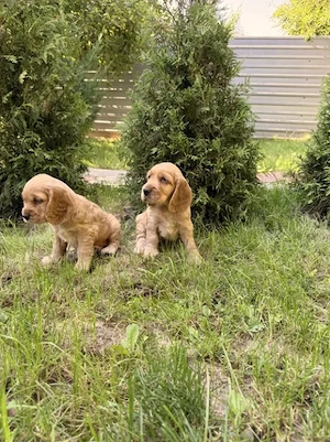 Cocker Spaniel auriu - Canisa Autorizata - imagine 2