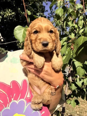 Cocker Spaniel auriu - Canisa Autorizata - imagine 2