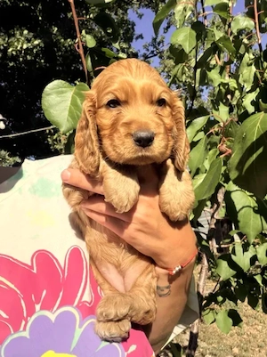 Cocker Spaniel auriu - Canisa Autorizata