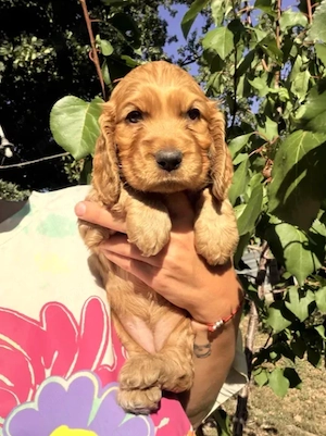 Cocker Spaniel auriu - Canisa Autorizata - imagine 3
