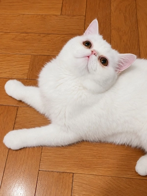 Pisica persana exotic shorthair 