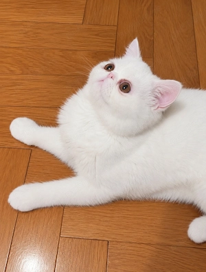 Pisica extremal persana exotic shorthair Unicorn - imagine 3