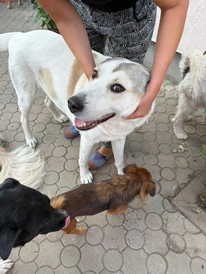 donez catelusa talie mare, 1 an, sterilizata - imagine 3