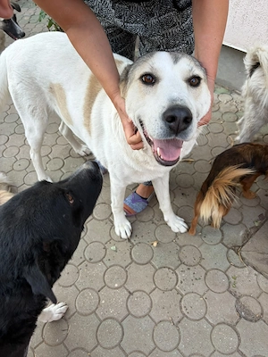 donez catelusa talie mare, 1 an, sterilizata