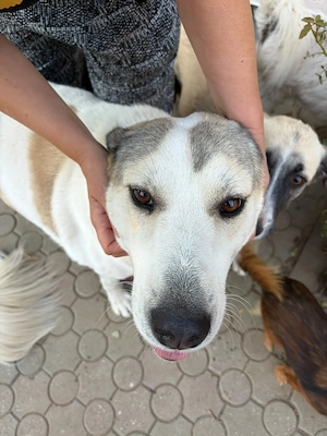 donez catelusa talie mare, 1 an, sterilizata - imagine 5