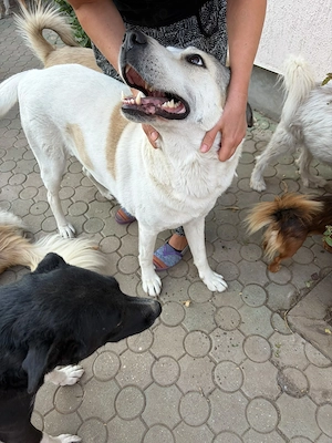 donez catelusa talie mare, 1 an, sterilizata - imagine 4