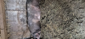 Porci 230-300+ pietrain cu landrace - imagine 2