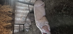 Porci 230-300+ pietrain cu landrace - imagine 4