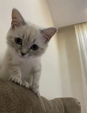 Ragdoll puiuți frumoși  - imagine 2
