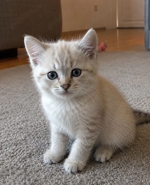Ragdoll puiuți frumoși  - imagine 4