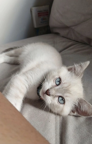 Ragdoll puiuți frumoși  - imagine 3
