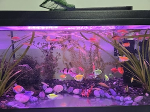 Acvariu 60L + accesorii + pesti - imagine 2
