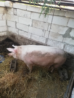 Purcea de vânzare 