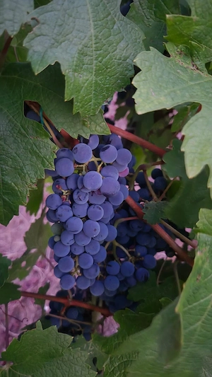  Vând struguri Cabernet 3.5 si Must, producție proprie, podgoria Drăgășani, județul Vâlcea