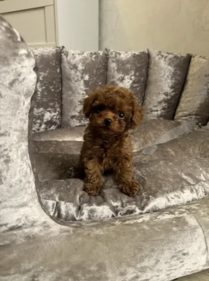 Poodle Toy Red - parinti cu pedigree - canisa autorizata - imagine 3