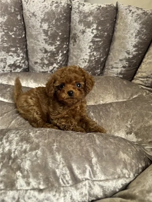 Poodle Toy Red - parinti cu pedigree - canisa autorizata - imagine 2