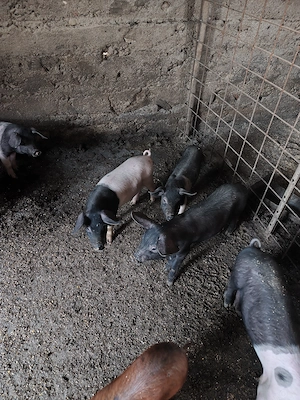 Caută alta casă primitoare - imagine 3
