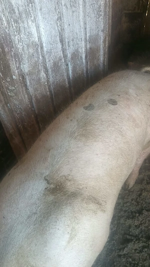 Vând porci 130-150kg