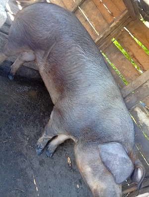 Porc de vânzare 