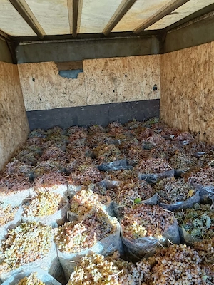 vand struguri de vin prețul este 17 cu transport 