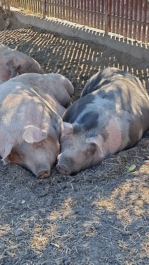 Porci vii și carcasă CRĂCIUN  - imagine 4