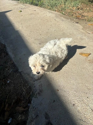 Vand Bichon maltez - imagine 3