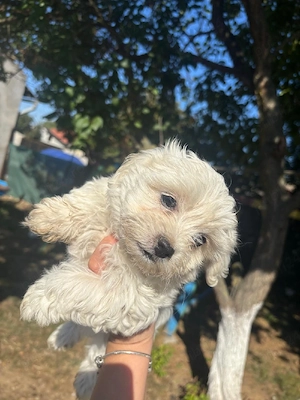 Vand Bichon maltez - imagine 2