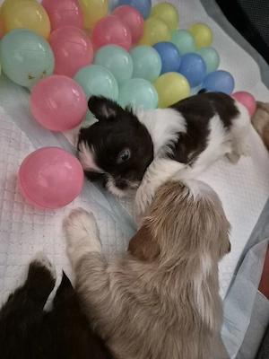 Catelusi Shih Tzu - imagine 4