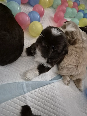Catelusi Shih Tzu - imagine 5
