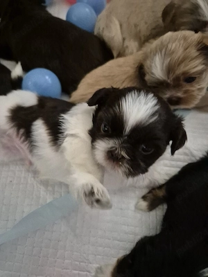 Catelusi Shih Tzu - imagine 3