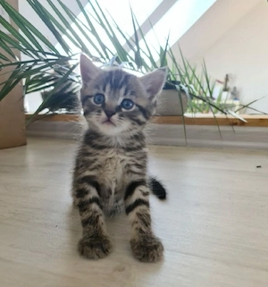 American Shorthaire  - imagine 2