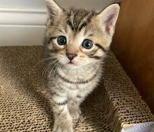 American Shorthaire 