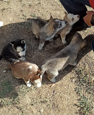 Căței Husky Siberian - imagine 2