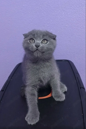 Scottish Fold Blue 
