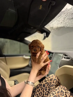 Poodle Toy Red, baby face, bot scurt, parinti cu pedigree - imagine 2
