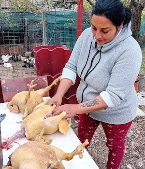 gaini de tara