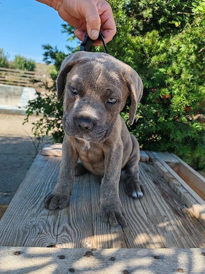 Cane corso disponibile  - imagine 4