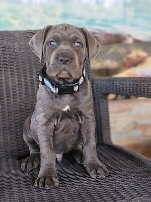 Cane corso disponibile  - imagine 2