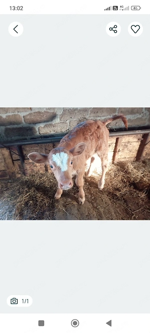 Vând vițel limuzin de 3 săptămâni 