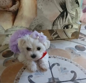 Bichon maltez alb talie micuta 2 luni