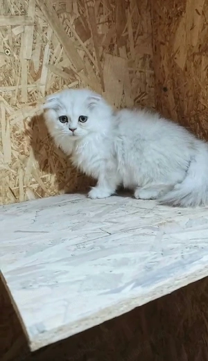 Scottish Fold Longhair - imagine 4