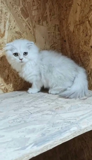 Scottish Fold Longhair - imagine 2