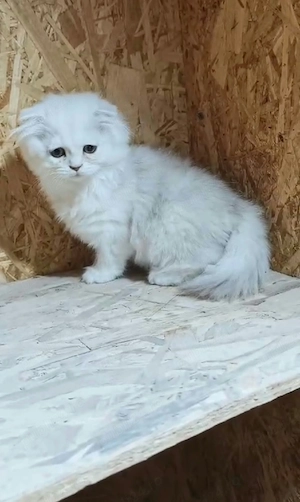 Scottish Fold Longhair